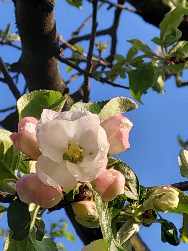 Frühlingsblüten